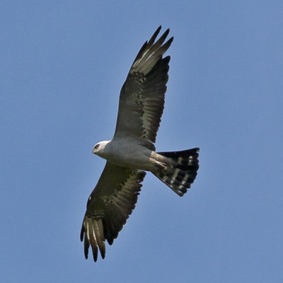 Mississippi Kite