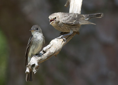 Eastern Woods Peewee and Immature Brown-headed Cowbird 