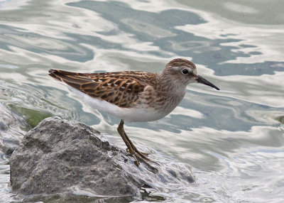 Least Sandpiper