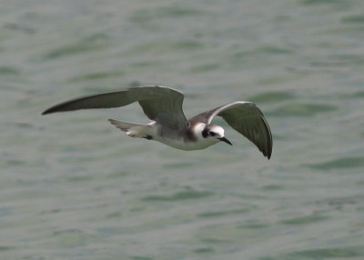 Black Tern