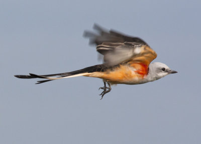 Sissor-tailed Flycatcher