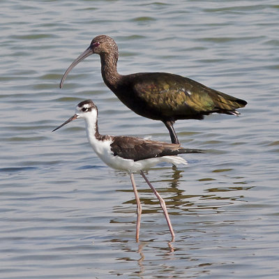 White-faced Ibis and friend