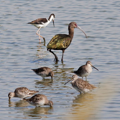 White-faced Ibis and friends