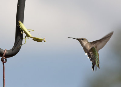 Ruby Throated Hummer  and Praying Mantis
