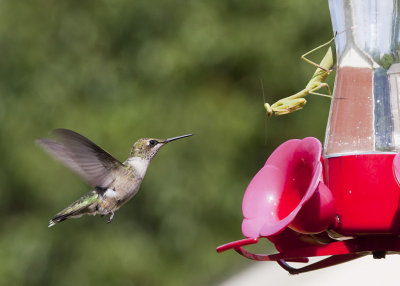 Ruby Throated Hummer  and Praying Mantis