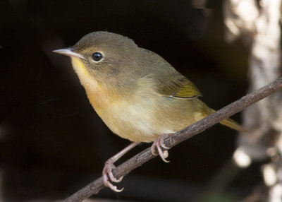 Common Yellowthroat - Juvenile