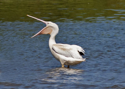 American White Pelican