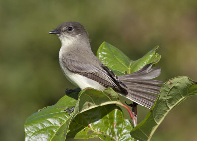 Eastern Phoebe