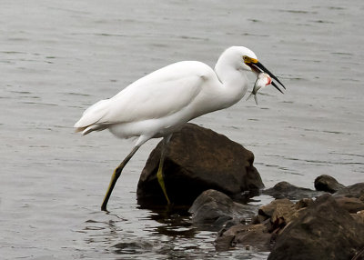 Snowy Egret - Juvenile