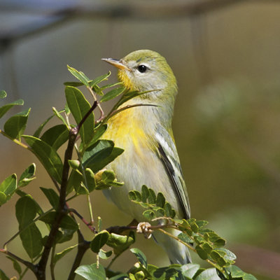 Northern Parula