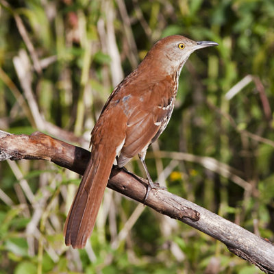 Brown Thrasher