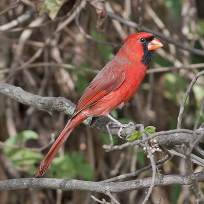 Northern Cardinal