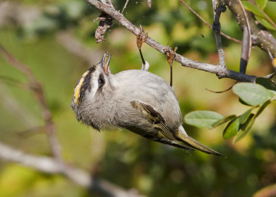 Golden-crowned Kinglet