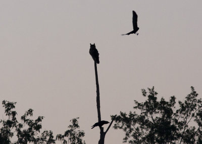 Great Horned Owl harassed by Crows