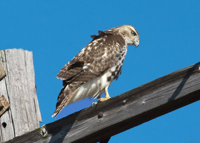 Red-tailed Hawk