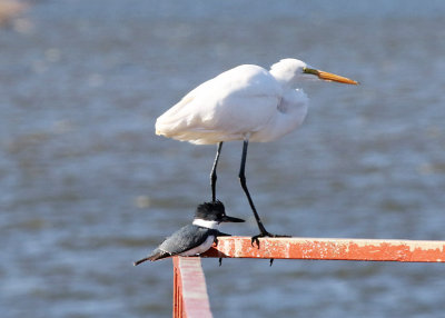 Kingfisher and Egret