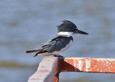 Belted Kingfisher - Male