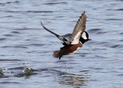 Hooded Merganser