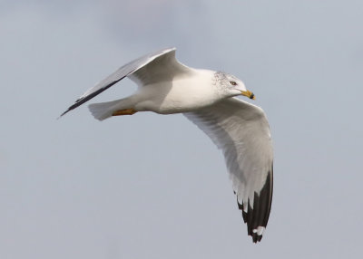 Ring-billed Gull