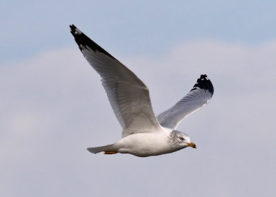 Ring-billed Gull