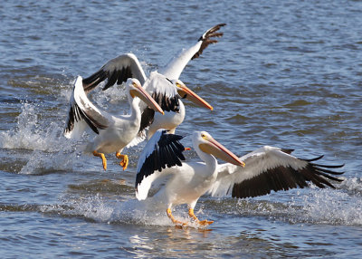 Pelicans having fun