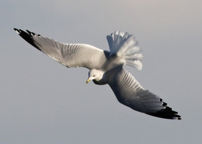 Ring-billed Gull Practicing Aerobatics