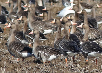 Greated White-fronted Geese