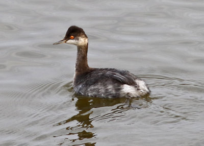 Eared Grebe