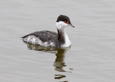 Horned Grebe