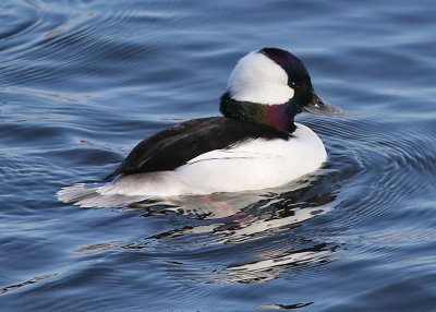 Bufflehead