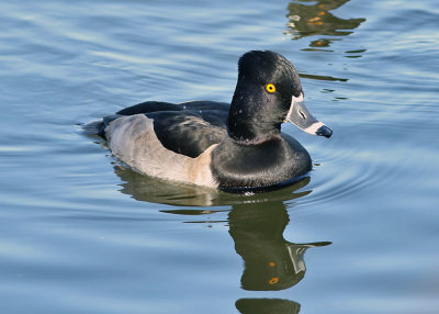 Ring-neck Duck