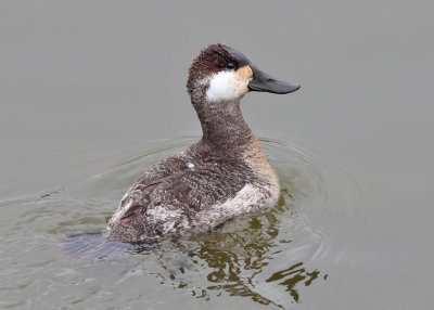 Ruddy Duck