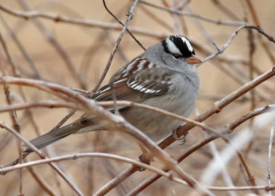 White-crowned Sparrow