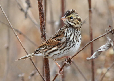 Savannah Sparrow