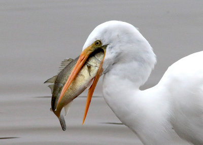 Great Egret with fish dinner