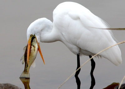 Great Egret with fish dinner