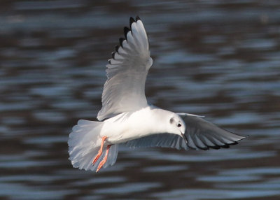 Bonaparte's Gull