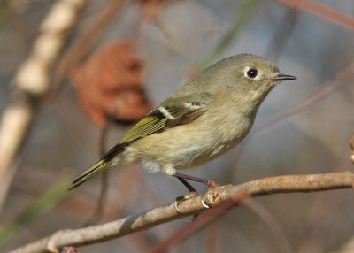 Ruby-crowned Kinglet