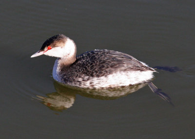 Horned Grebe