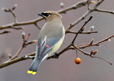 Cedar Waxwing