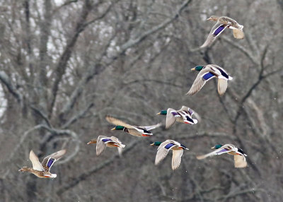 Mallards