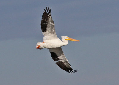 American White Pelican