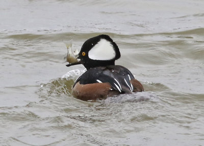 Hooded Merganser