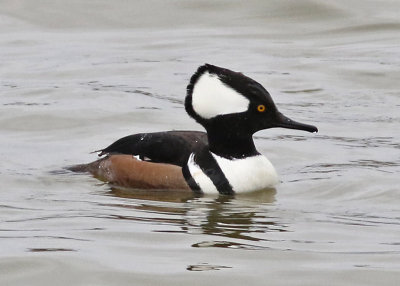 Hooded Merganser