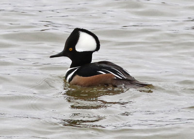 Hooded Merganser