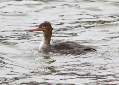 Red-breasted Merganser