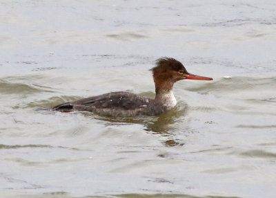 Red-breasted Merganser