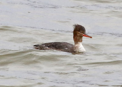 Red-breasted Merganser