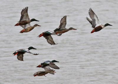 Northern Shovelers