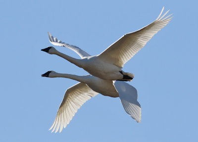 Trumpeter Swans